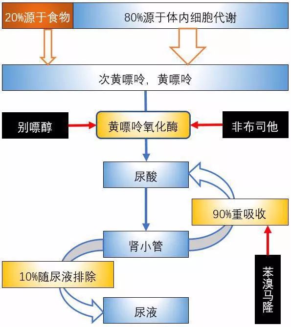 常用降尿酸药：别嘌醇、非布司他和苯溴马隆的区别以及注意事项有哪些？